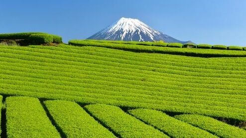 女性へ。付き合っているのにGW会えない男は既婚者か茶農家です