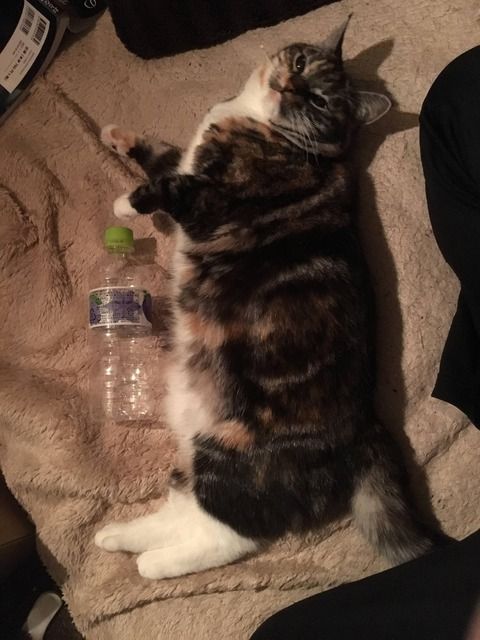 うちの猫ＷＷＷＷ