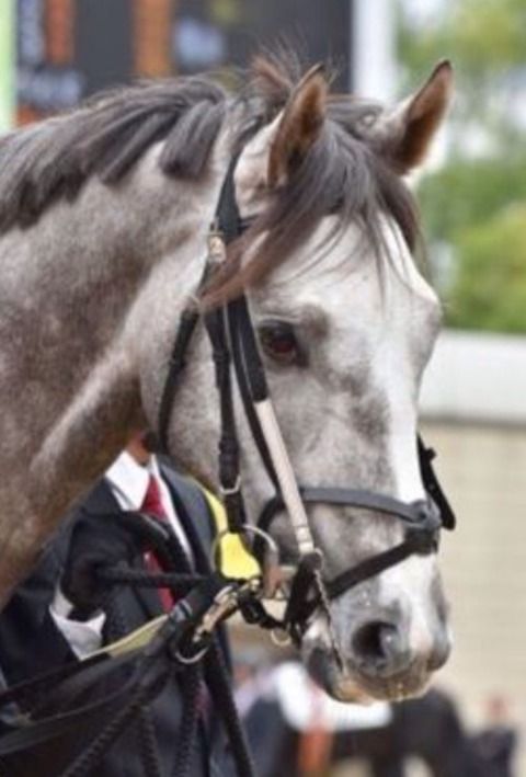 【競馬】ラニって本当に強いのか？