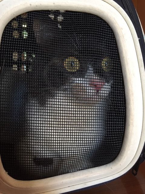 猫を病院に連れて行こうとケージに入れたんだがなんだコイツＷＷＷＷＷ