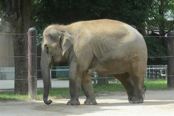 【おめでタイ】タイから出稼ぎに来た18歳が日本で妊娠というニュース【妊婦ヌード画象あり】