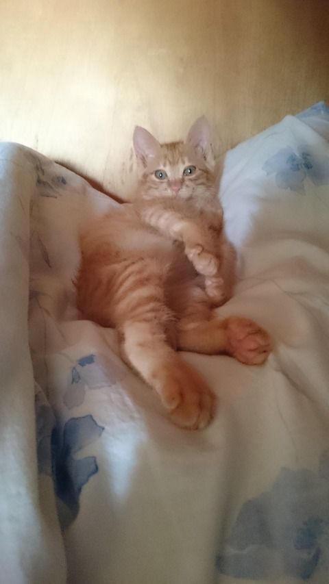 連休二日目に猫拾った part 2