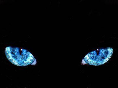 【画像あり】常に邪悪な眼差しを放つ猫が海外で話題にｗｗｗｗｗｗｗ これは間違いなく、ダークサイドに堕ちてますわｗｗｗｗｗｗｗ