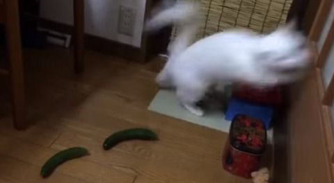 『ぬこVSきゅうり』の動画が話題に! あの話題になったきゅうりにびっくりしたぬこの続編もあるぞwwwwww