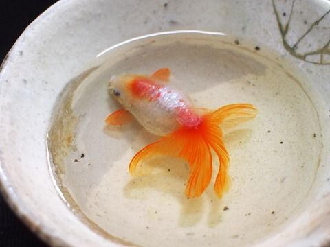 【炎上】泉佐野市が開催する『犬鳴山納涼カーニバルの金魚放流』がヤバイと話題に！ 「生態系的にアカンのでは…」