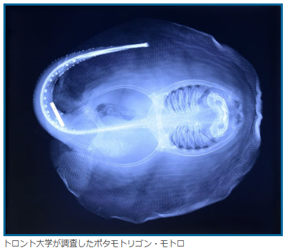【動画あり】アマゾンの一部の淡水エイがほ乳類のようにエサをかんで食べていることが判明！