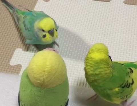 インコのぬいぐるみに『なぜ動かないのか?』と、足で問いかけるインコが話題にwwwwwwwwwwww