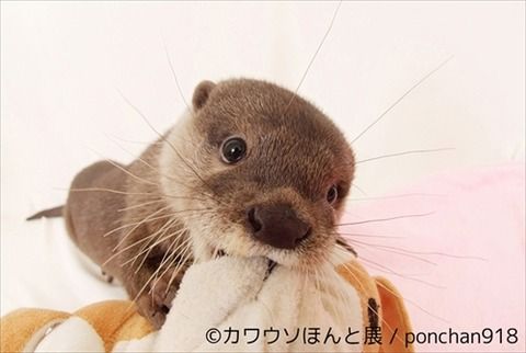 カワウソの写真・物産展「カワウソほんと展」が7月7日開催決定！