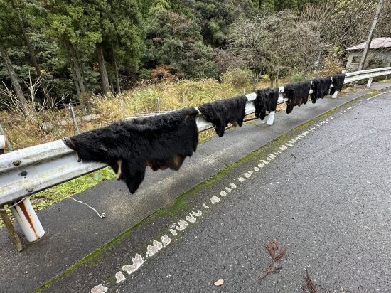 ツキノワグマさん、剥がされた皮をガードレールで晒される