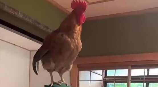 「多分、普通の飼い方ではありません」島でニワトリと暮らす人の動画が話題に「やたら情報量が多い」