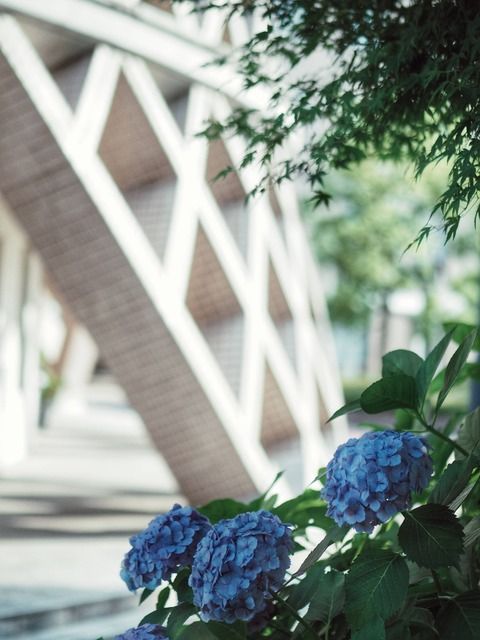 ミラーレスカメラで撮った写真あげてく！