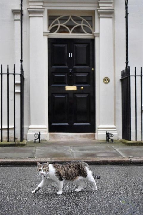【国際】英首相官邸のネズミ捕獲長猫の「ラリー」さん、キャメロン首相の辞任後も続投決定ｗｗ
