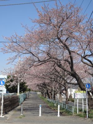 中央体育館の裏の桜並木_400