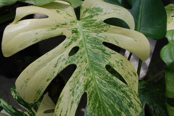 ホワイトモンスター 天津蘭 斑入りモンステラ 32 栽培して約一年
