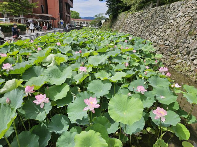 玉城詩菜