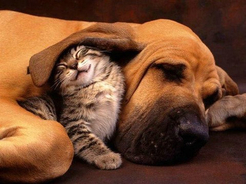 dogs-and-cats_09