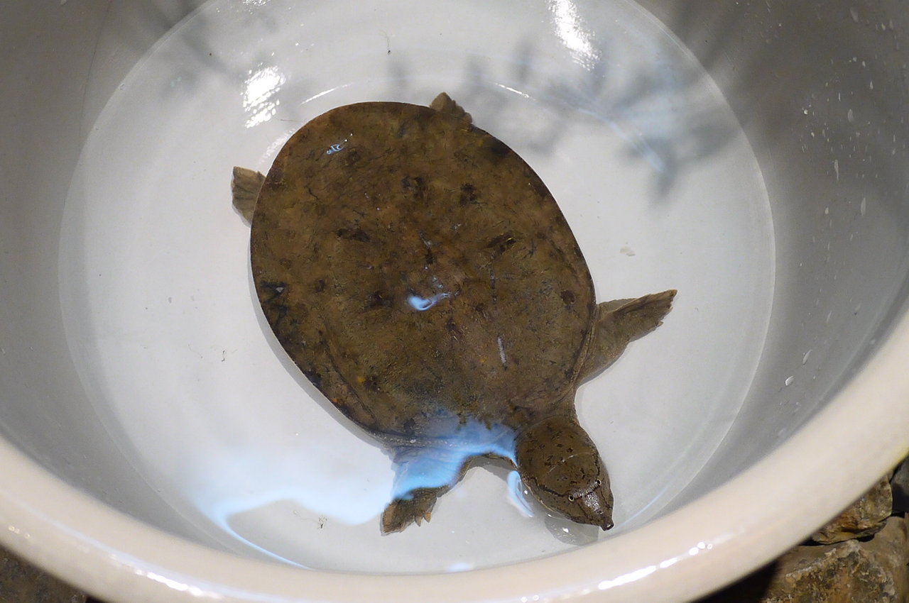 錦三 スッポンバル カミツキ 屋上ビアガーデンもあるよ Antonグダグダ備忘録 錦三 スッポンバル カミツキ 屋上ビアガーデンもあるよ Antonグダグダ備忘録