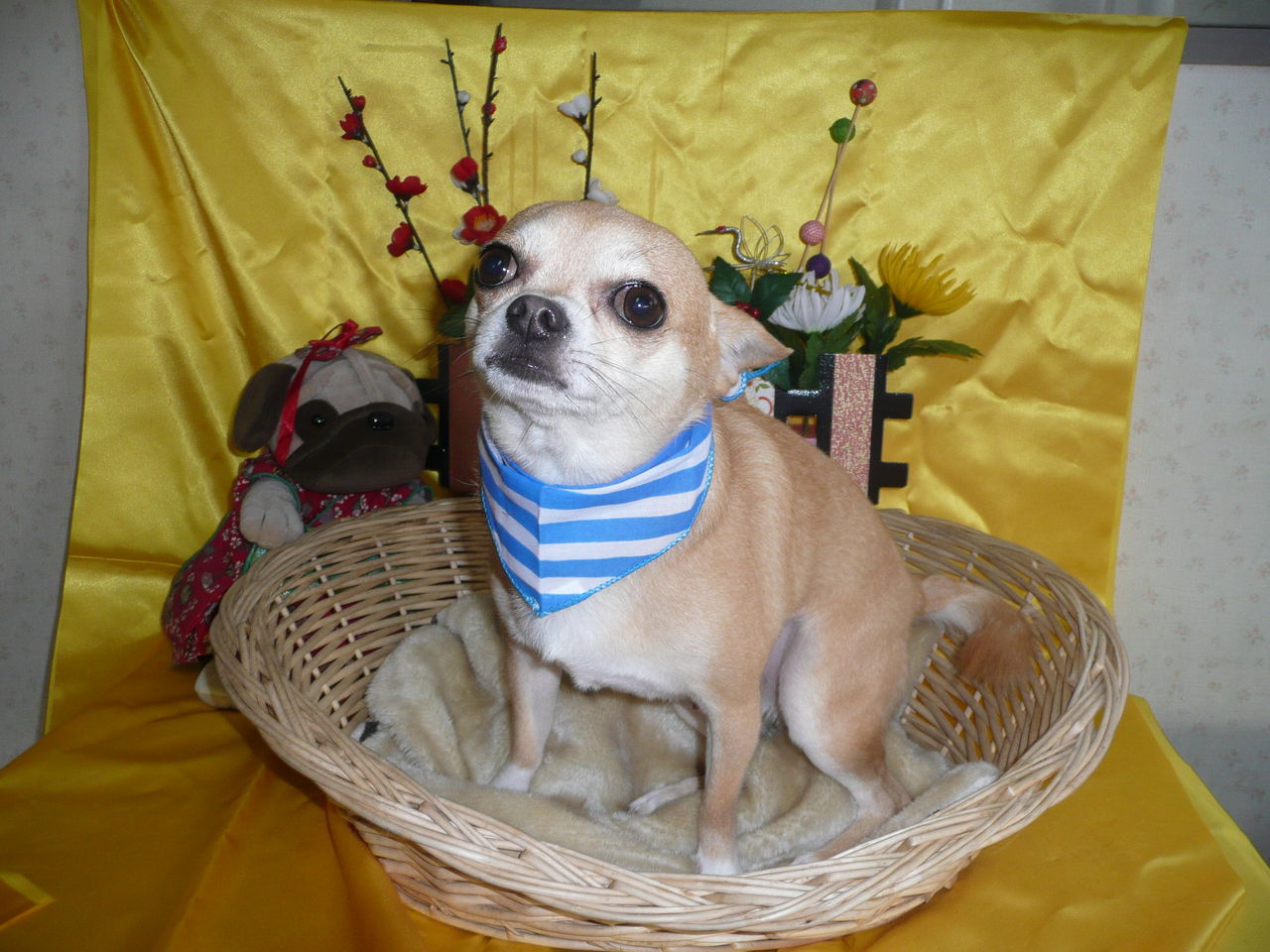 あんとんペット美容