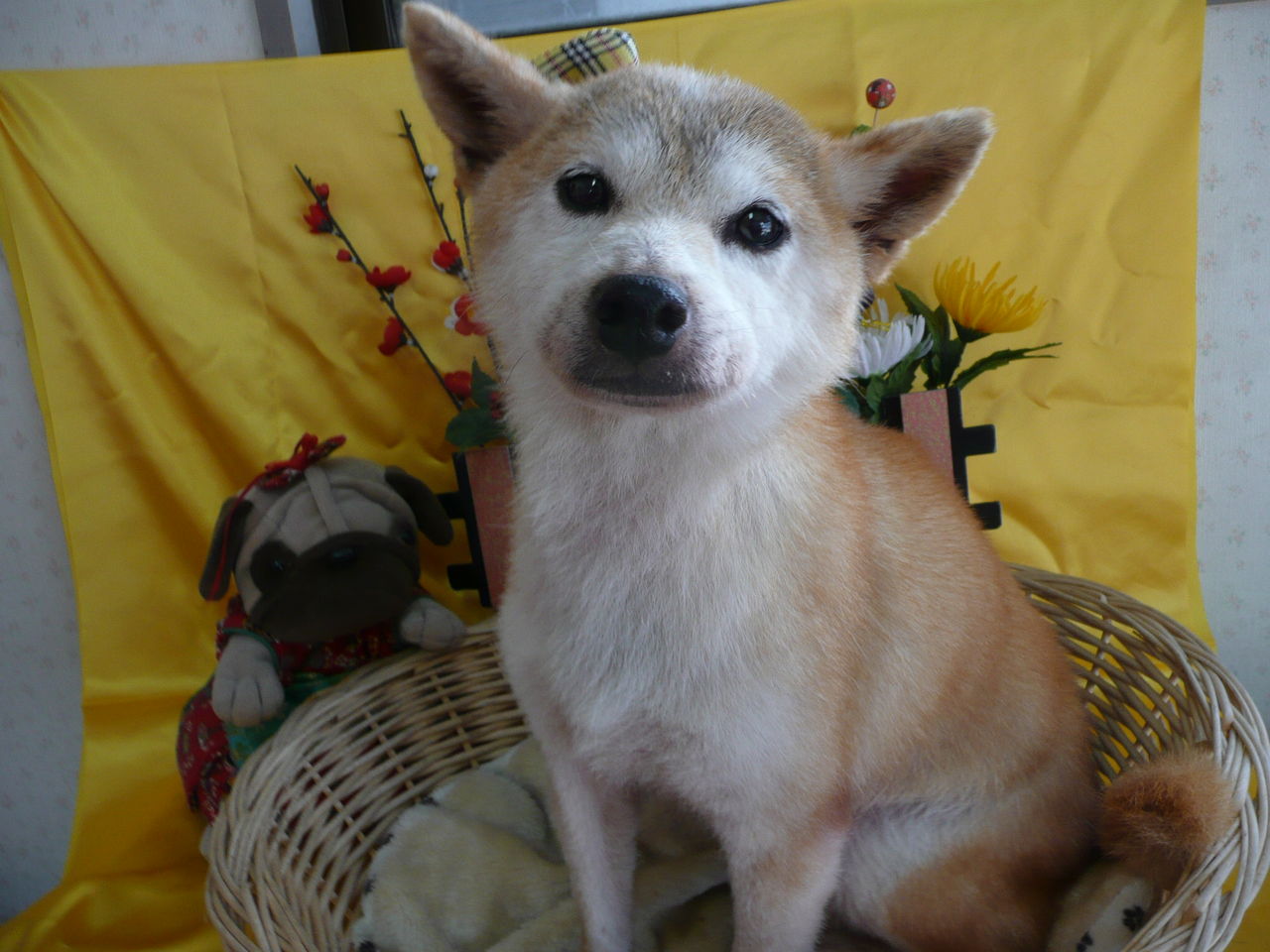 あんとんペット美容