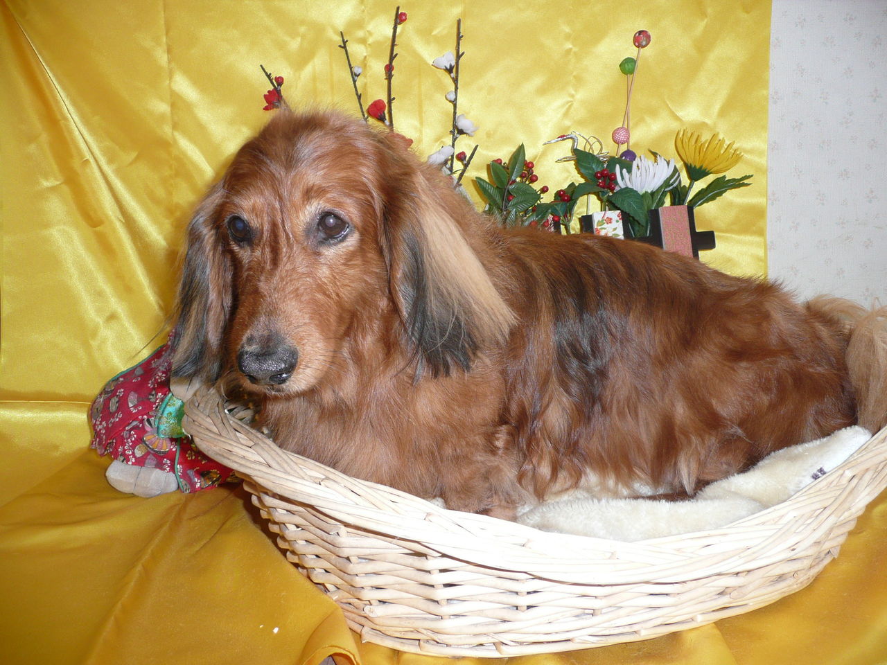 あんとんペット美容