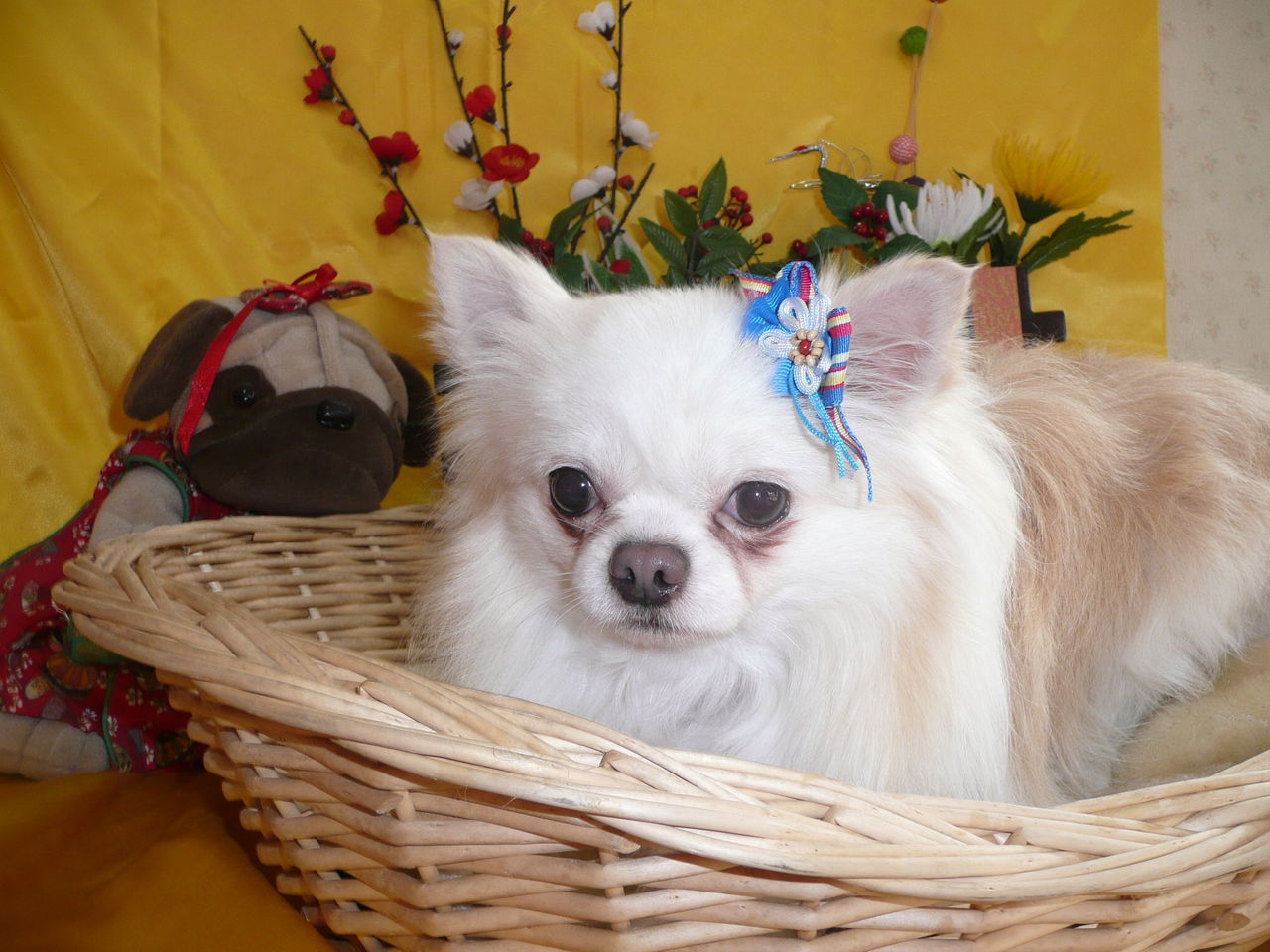 あんとんペット美容