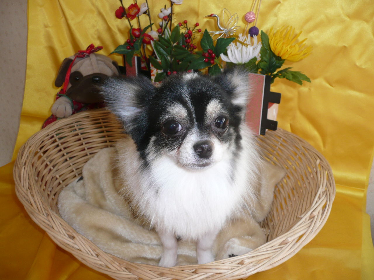 あんとんペット美容