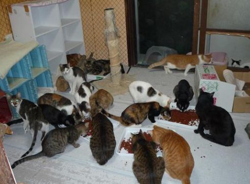 市営住宅で猫飼育 死骸放置等異臭等で強制退去 53匹を飼育する傍ら 本人は別宅で生活 修繕費1000万越 浜崎をナメているすべての人たちへ