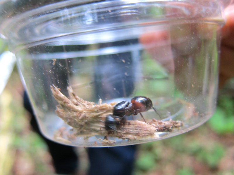 山梨県採集 目黒寄生虫館 ありんこ日記 Antroom 山梨県採集 目黒寄生虫館 ありんこ日記 Antroom