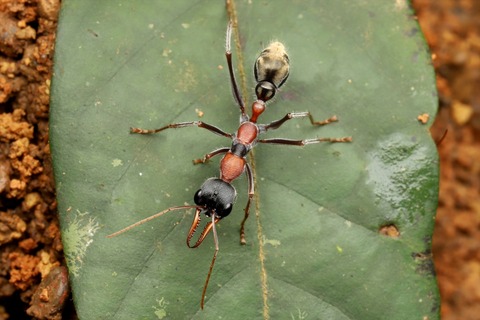 熱帯雨林のキバハリアリ Myrmecia nigrocincta