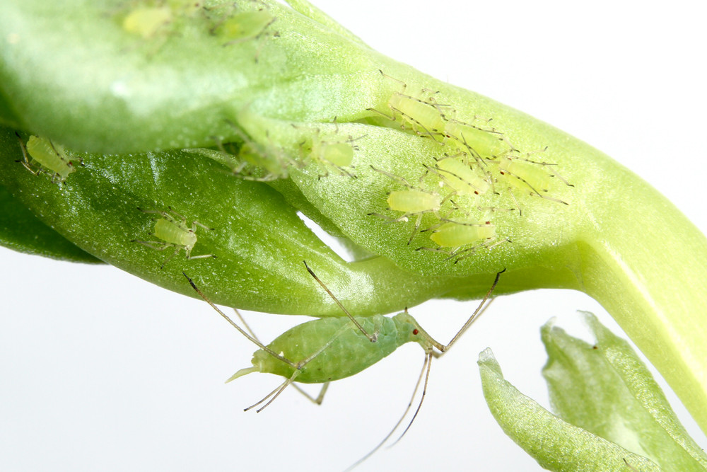 アブラムシの飼育 ありんこ日記 Antroom アブラムシの飼育 ありんこ日記 Antroom