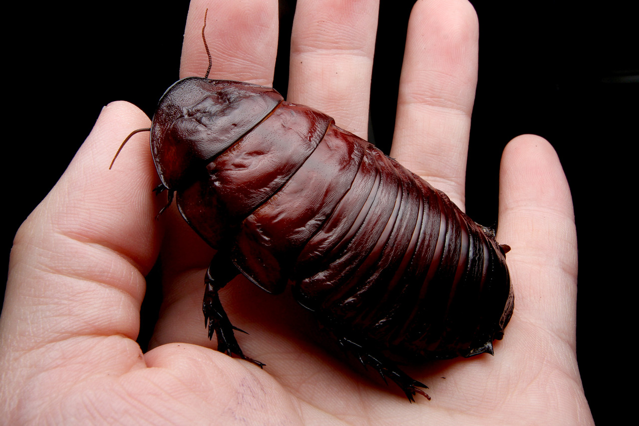 ヨロイモグラゴキブリの脱皮 ありんこ日記 Antroom