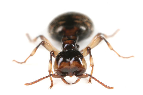 ツヤヒメサスライアリの女王