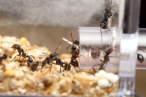 発芽しないクロナガアリの巣内のタネ