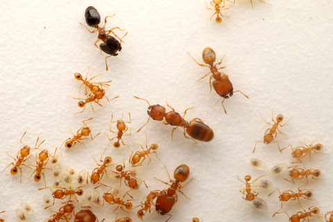 黒いヒメオオズアリ