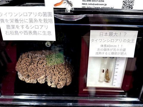 蟻道