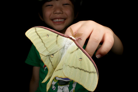 オオミズアオ成虫