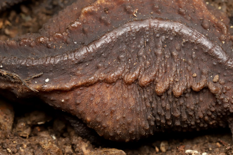 巨大イボイモリ