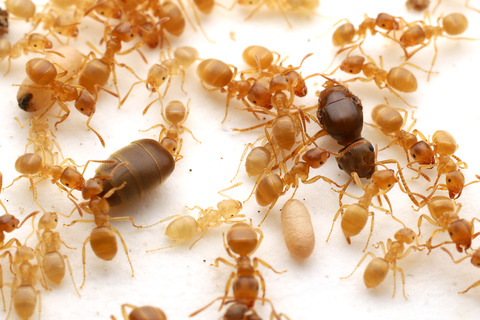 �ƥ�˥���������ξ�ü�꤬��ʸ��