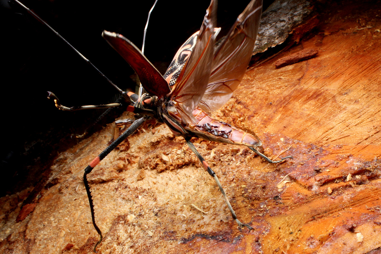 テナガカミキリに乗るカニムシ!? : ありんこ日記 AntRoom