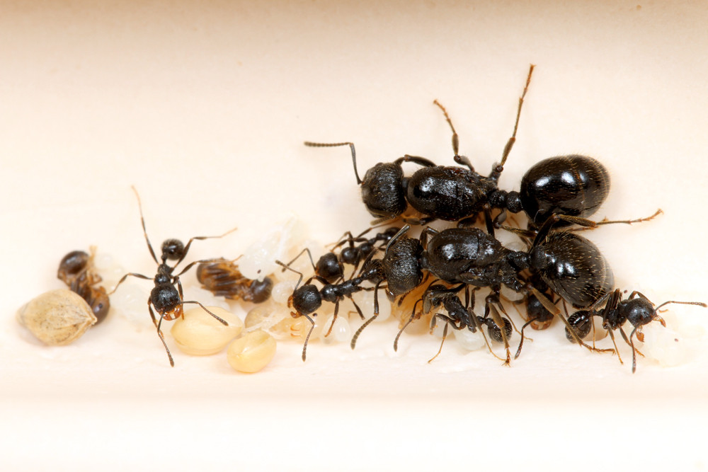 レア クロナガアリ コロニー 女王 働蟻 昆虫 飼育 アリ 観察 種