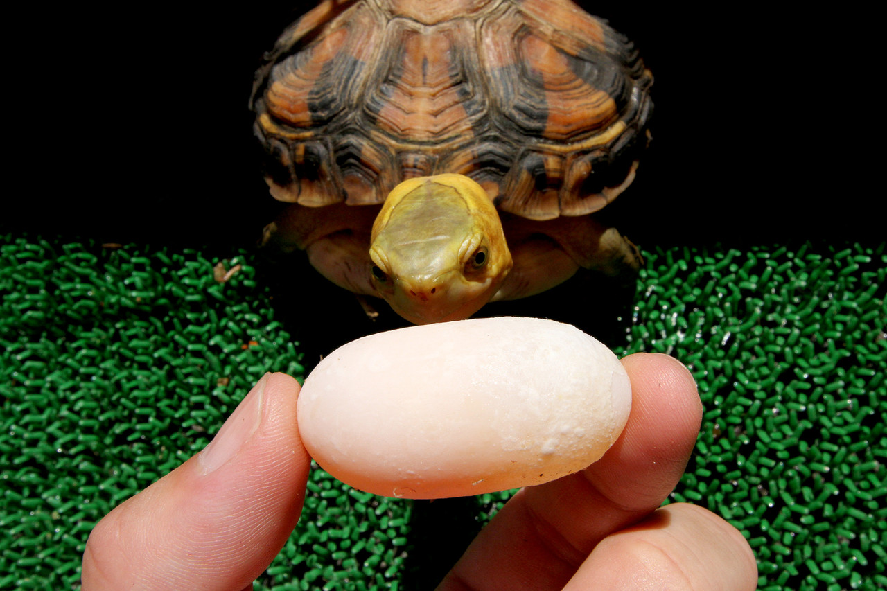 ニシキ　ハコガメ　6月20日分　有精卵１個　オス狙い（カメ、亀、ガメ）中で動いてます　最後です。 ニシキ ハコガメ ６月２１日分 D 有精卵１個 メス狙い（カメ、亀、ガメ