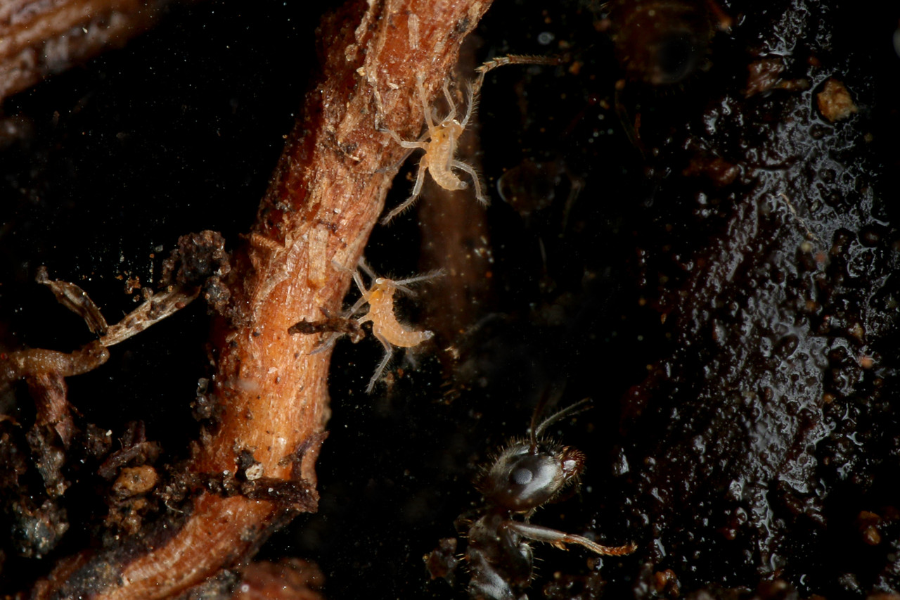 アリの巣で暮らすアブラムシやカイガラムシ ありんこ日記 Antroom
