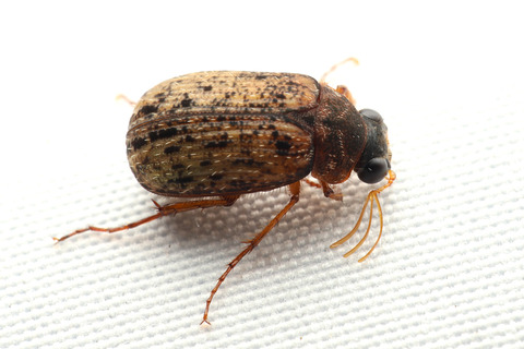 ライトトラップ