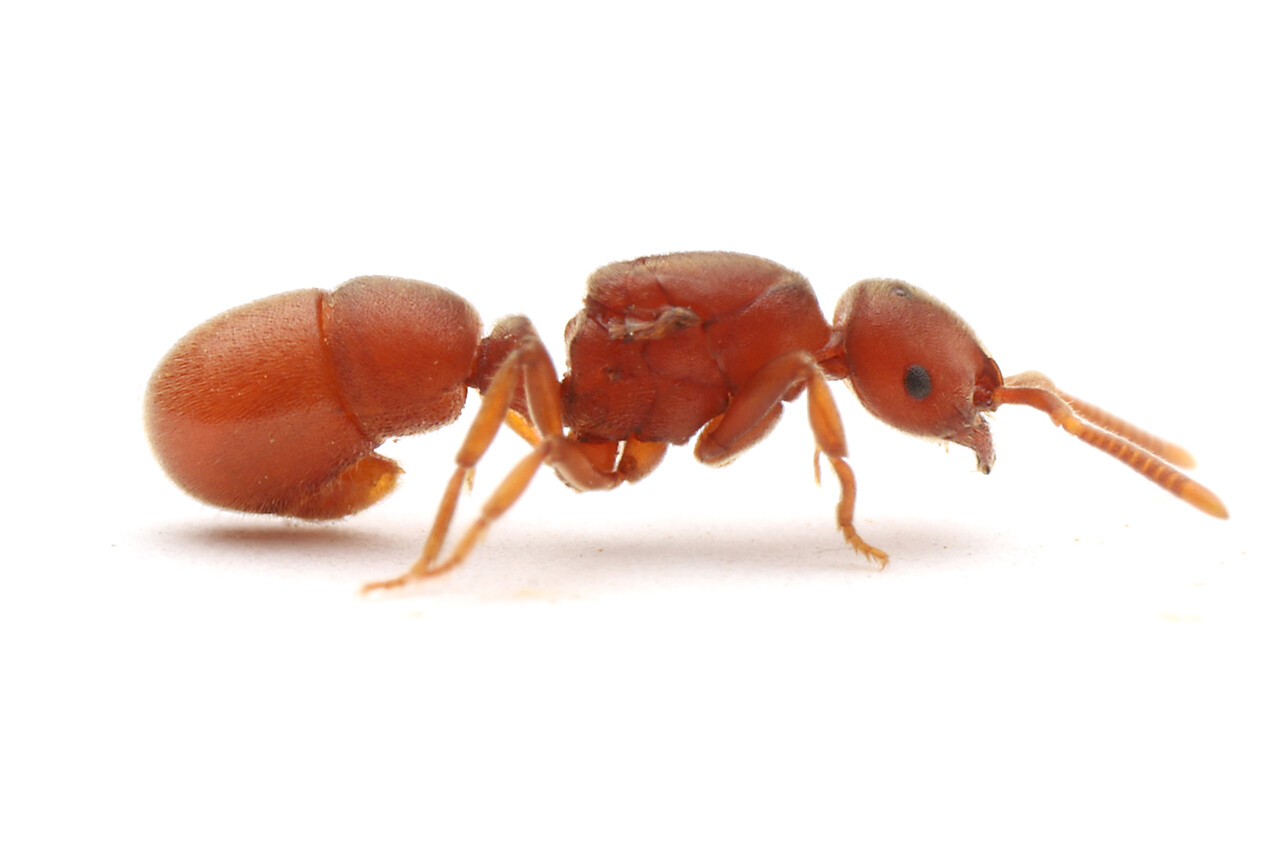 お譲りします / 蟻（バラ売り可） 国内種 | あり巣 in underground（蟻の総合店,飼育用品と女王アリ）