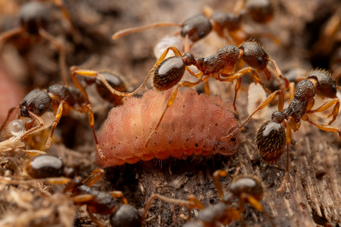 ���ʥ��ˤʤä����ޥ�����