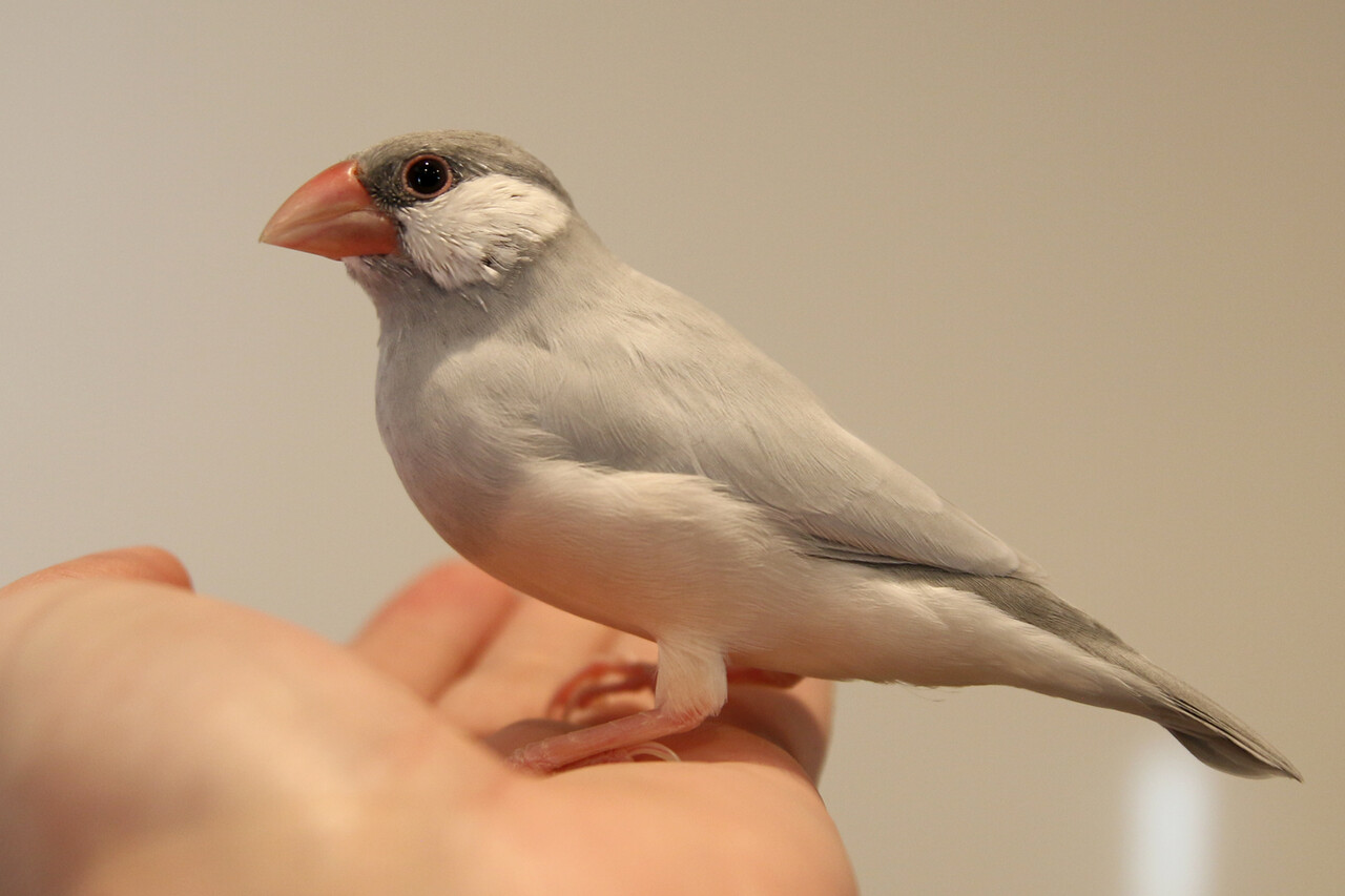 すっかり大人になった文鳥 ありんこ日記 Antroom すっかり大人になった文鳥 ありんこ日記 Antroom