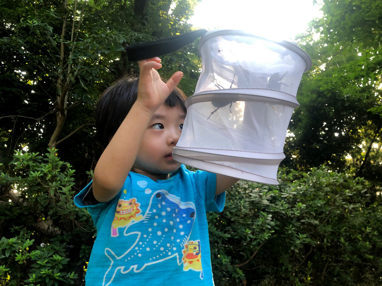 早朝虫探し ありんこ日記 Antroom