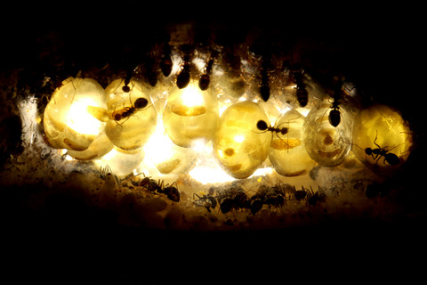 �ߥĥĥܥ���