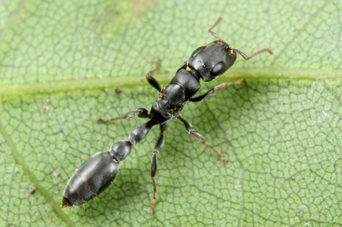ナガフシアリTetraponera