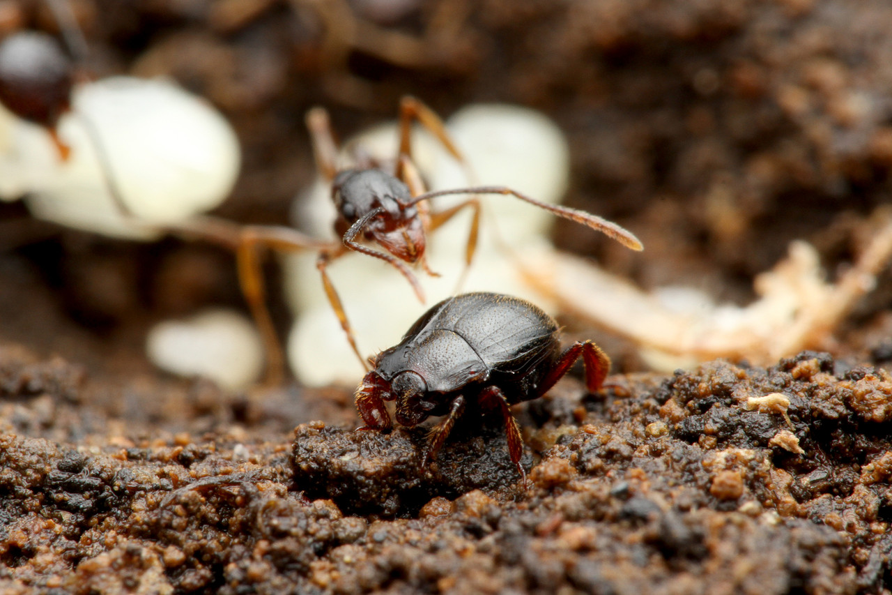 アリの巣で暮らすクロアリヅカエンマムシ ありんこ日記 Antroom